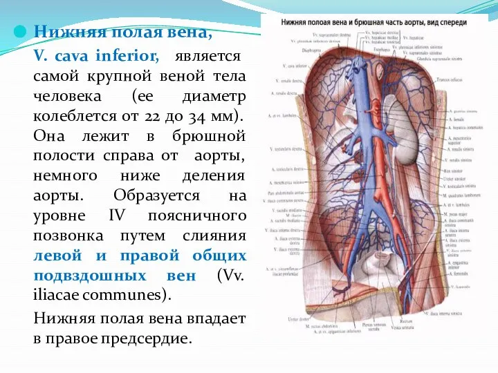 Нижняя полая вена, V. cava inferior, является самой крупной веной тела человека