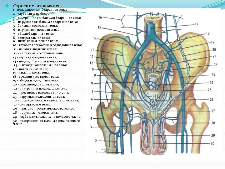 Строение тазовых вен. 1 - поверхностная бедренная вена; 2 - глубокая вена