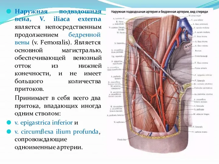 Наружная подвздошная вена, V. iliaca externa является непосредственным продолжением бедренной вены (v.