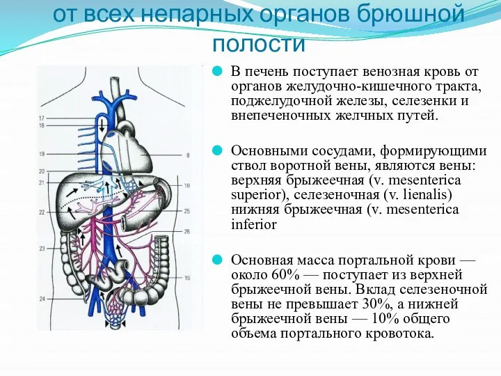 Воротная вена печени - собирает кровь от всех непарных органов брюшной полости