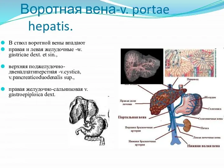 Воротная вена-v. portae hepatis. В ствол воротной вены впадают правая и левая