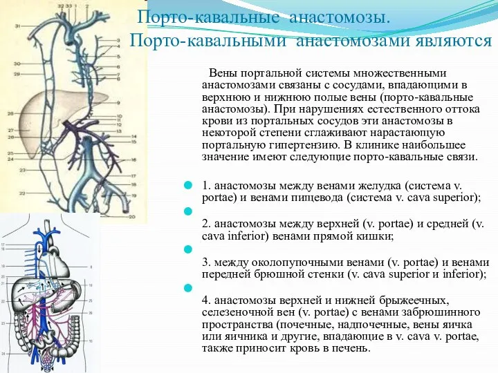 Порто-кавальные анастомозы. Порто-кавальными анастомозами являются Вены портальной системы множественными анастомозами связаны с