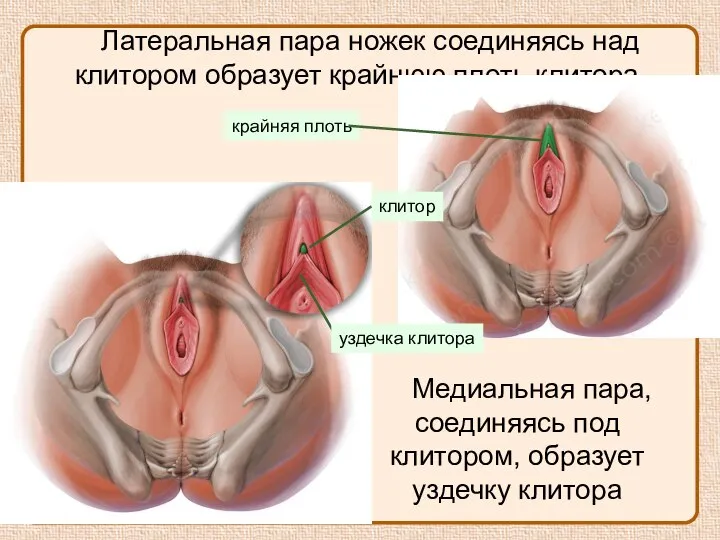 Латеральная пара ножек соединяясь над клитором образует крайнюю плоть клитора. Медиальная пара,