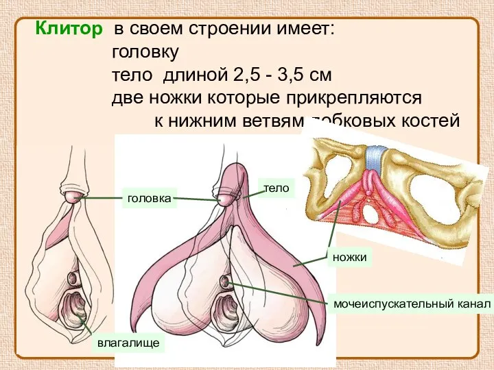 ножки головка мочеиспускательный канал Клитор в своем строении имеет: головку тело длиной