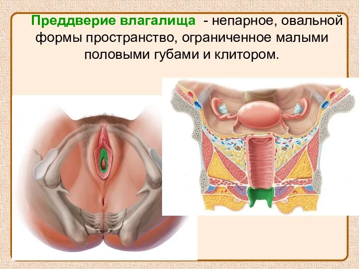 Преддверие влагалища - непарное, овальной формы пространство, ограниченное малыми половыми губами и клитором.