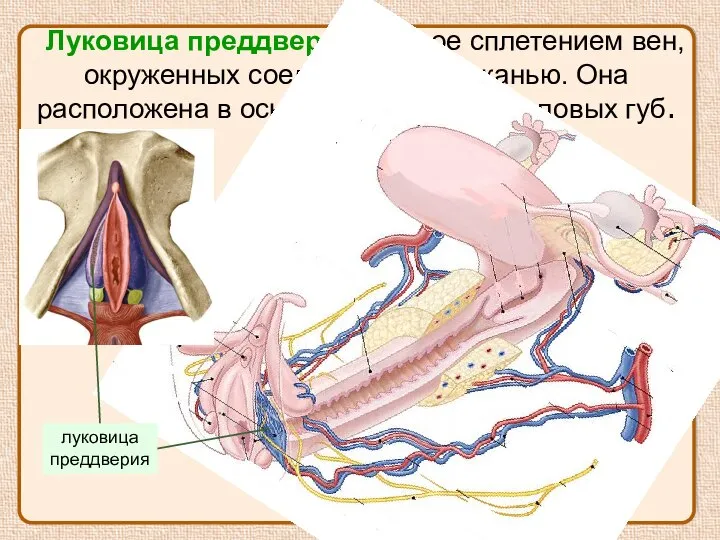 Луковица преддверия - густое сплетением вен, окруженных соединительной тканью. Она расположена в