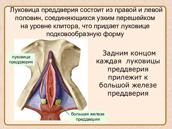 Луковица преддверия состоит из правой и левой половин, соединяющихся узким перешейком на