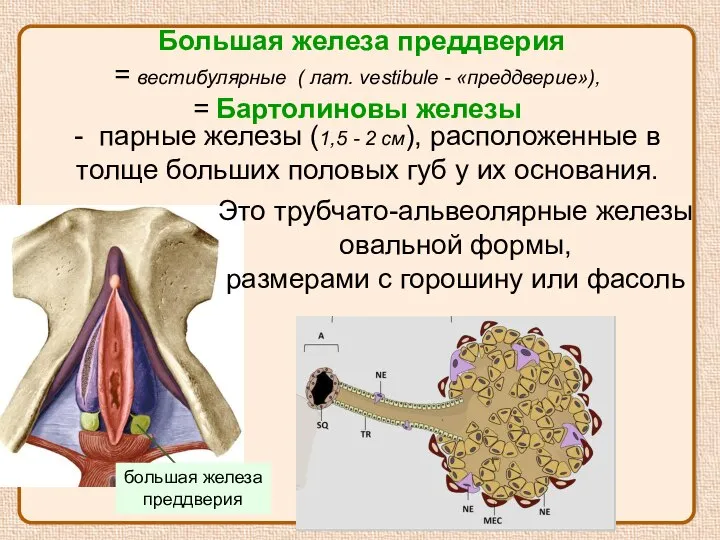 Большая железа преддверия = вестибулярные ( лат. vestibule - «преддверие»), = Бартолиновы