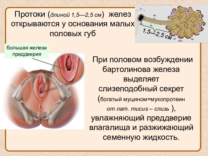 Протоки (длиной 1,5—2,5 см) желез открываются у основания малых половых губ 1,5—2,5