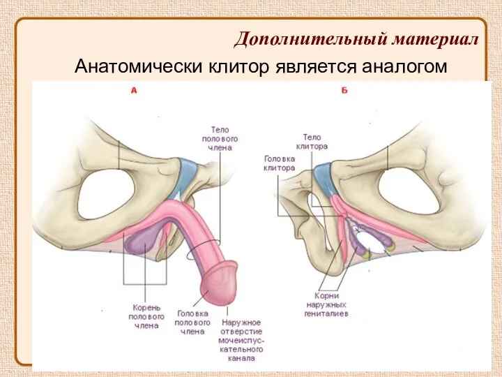 Анатомически клитор является аналогом мужского пениса. Дополнительный материал