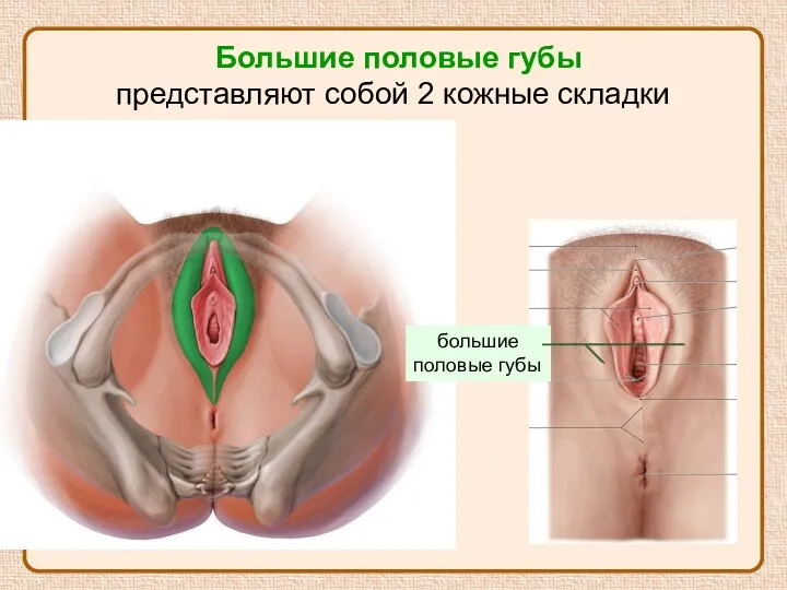 Большие половые губы представляют собой 2 кожные складки большие половые губы