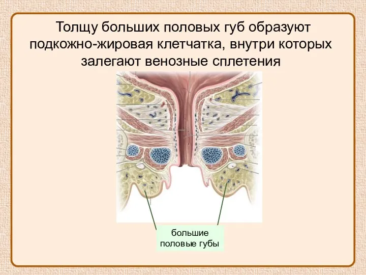 Толщу больших половых губ образуют подкожно-жировая клетчатка, внутри которых залегают венозные сплетения большие половые губы