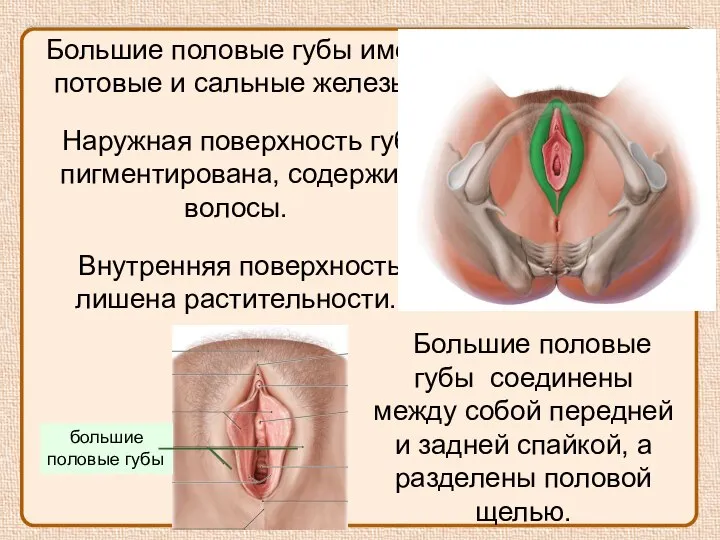 Большие половые губы имеют потовые и сальные железы. Наружная поверхность губ пигментирована,