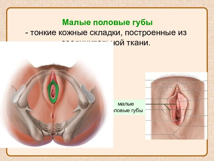 Малые половые губы - тонкие кожные складки, построенные из соединительной ткани. малые половые губы