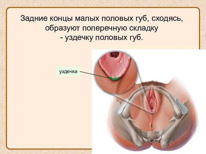 Задние концы малых половых губ, сходясь, образуют поперечную складку - уздечку половых губ. уздечка