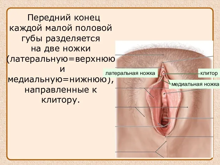 Передний конец каждой малой половой губы разделяется на две ножки (латеральную=верхнюю и