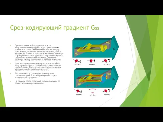 Срез-кодирующий градиент Gss При включенном Z-градиенте в этом направлении генерируется дополнительное магнитное