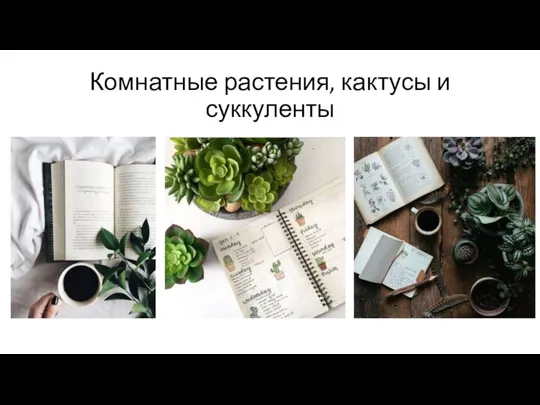 Комнатные растения, кактусы и суккуленты