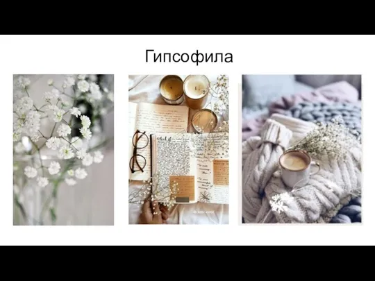 Гипсофила