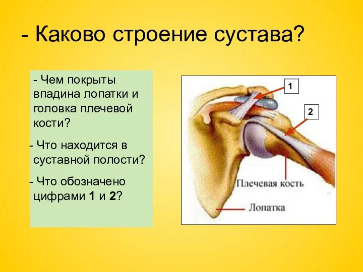 - Каково строение сустава? - Чем покрыты впадина лопатки и головка плечевой