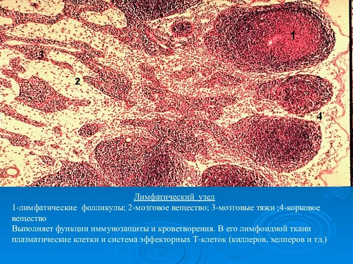 Лимфатический узел 1-лимфатические фолликулы; 2-мозговое вещество; 3-мозговые тяжи ;4-корковое вещество Выполняет функции