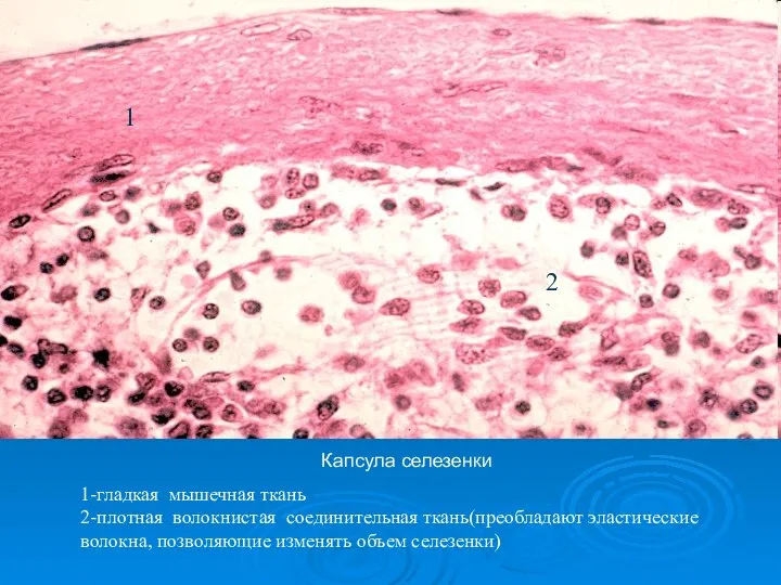 Капсула селезенки 1-гладкая мышечная ткань 2-плотная волокнистая соединительная ткань(преобладают эластические волокна, позволяющие изменять объем селезенки)