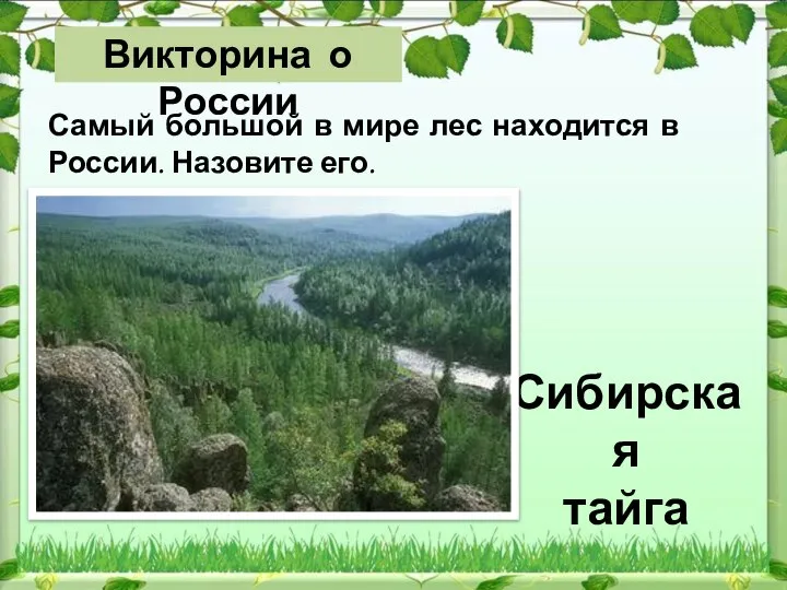 Сибирская тайга Самый большой в мире лес находится в России. Назовите его. Викторина о России