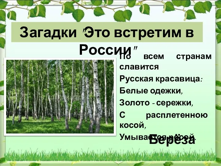 Берёза По всем странам славится Русская красавица: Белые одежки, Золото - сережки,