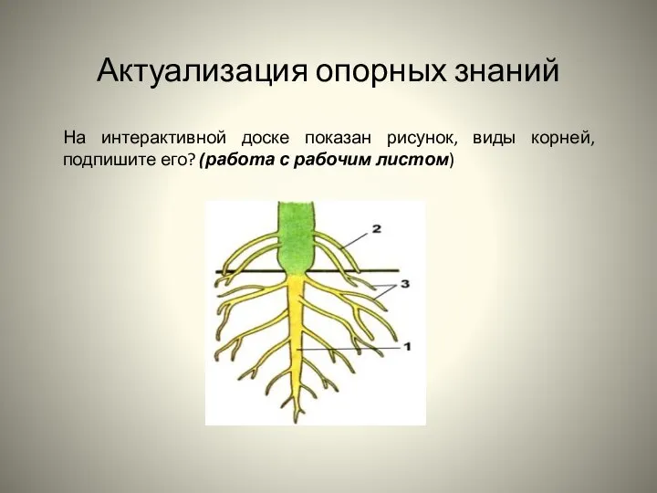 Актуализация опорных знаний На интерактивной доске показан рисунок, виды корней, подпишите его? (работа с рабочим листом)