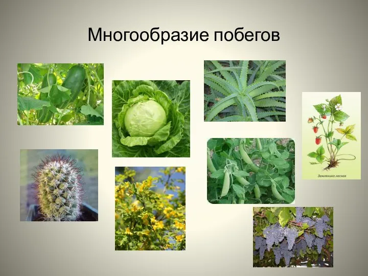 Многообразие побегов