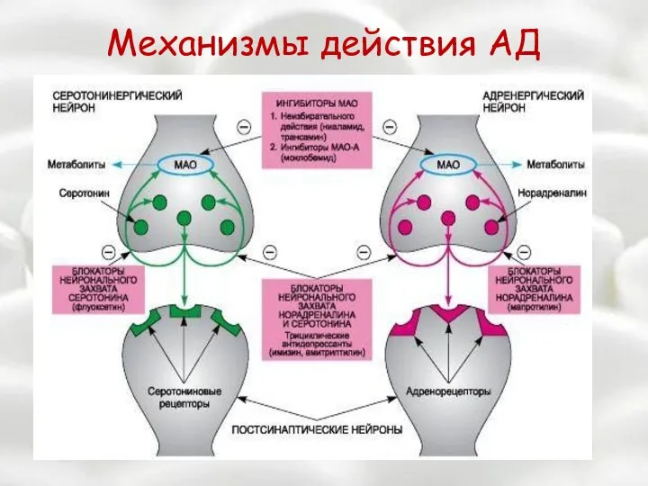 Механизмы действия АД