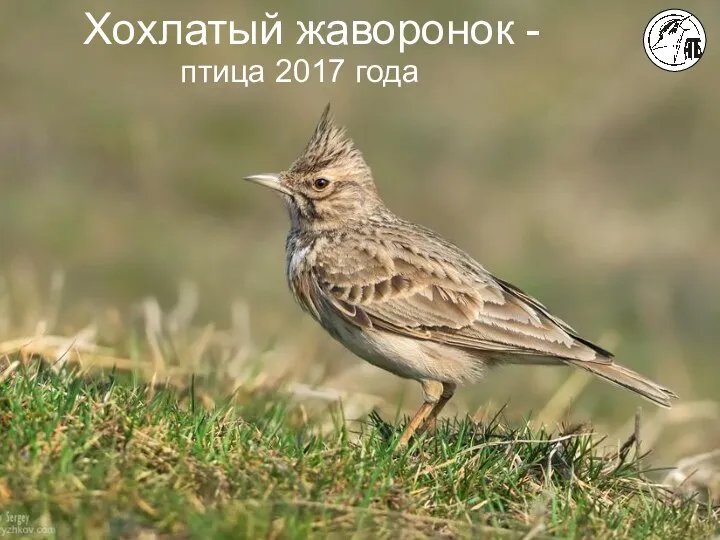 Хохлатый жаворонок - Хохлатый жаворонок - птица 2017 года