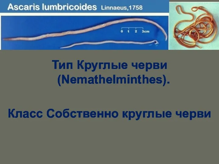 Тип Круглые черви (Nemathelminthes). Класс Собственно круглые черви