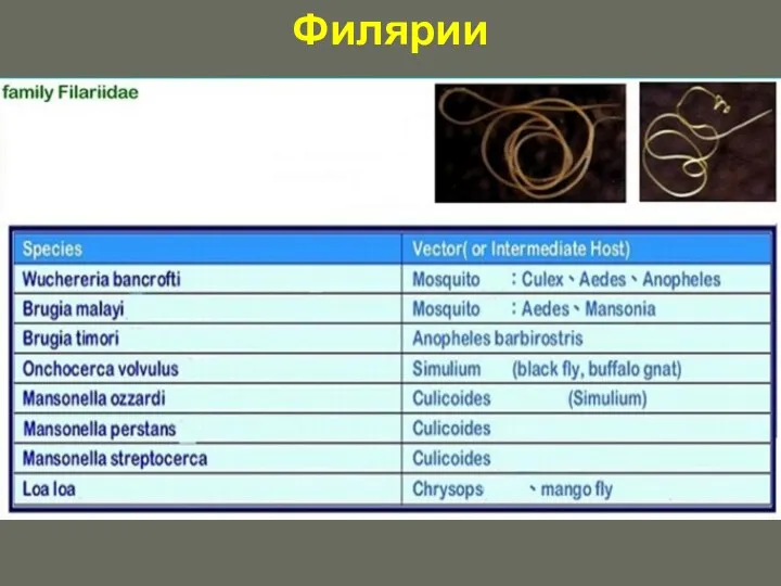 Филярии