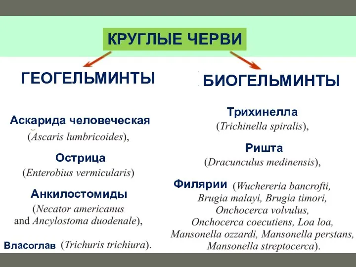 КРУГЛЫЕ ЧЕРВИ ГЕОГЕЛЬМИНТЫ БИОГЕЛЬМИНТЫ Аскарида человеческая Острица Анкилостомиды Власоглав Трихинелла Ришта Филярии