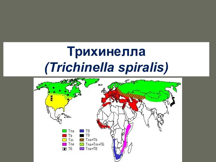 Трихинелла (Trichinella spiralis)