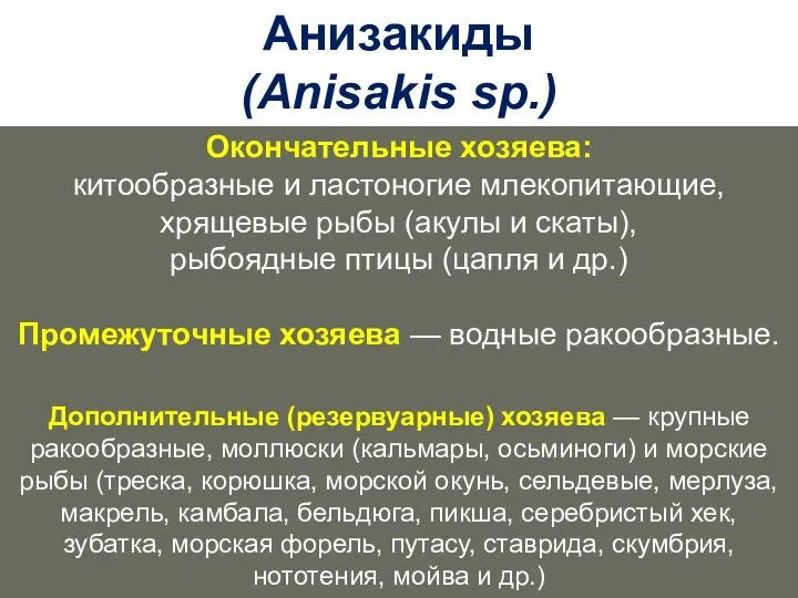 Анизакиды (Anisakis sp.) Окончательные хозяева: китообразные и ластоногие млекопитающие, хрящевые рыбы (акулы