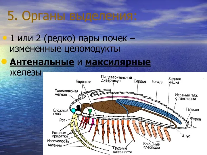 5. Органы выделения: 1 или 2 (редко) пары почек – измененные целомодукты Антенальные и максилярные железы