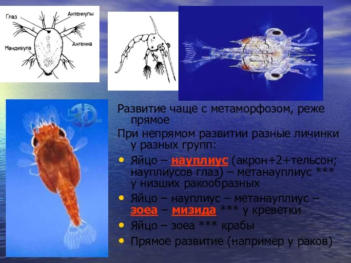 Развитие чаще с метаморфозом, реже прямое При непрямом развитии разные личинки у