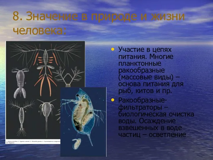 8. Значение в природе и жизни человека: Участие в цепях питания. Многие