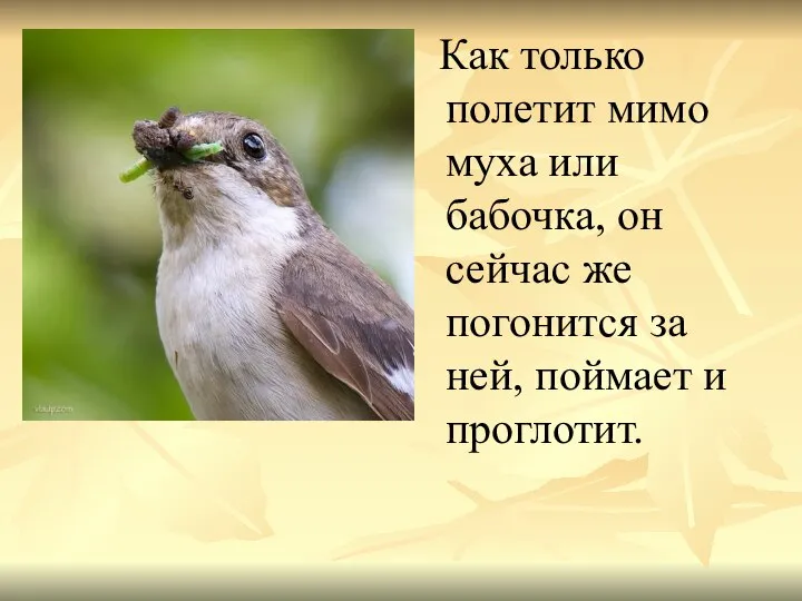 Как только полетит мимо муха или бабочка, он сейчас же погонится за ней, поймает и проглотит.