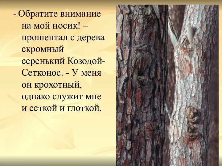 - Обратите внимание на мой носик! – прошептал с дерева скромный серенький