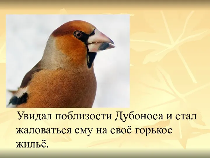 Увидал поблизости Дубоноса и стал жаловаться ему на своё горькое жильё.