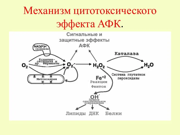 Механизм цитотоксического эффекта АФК.