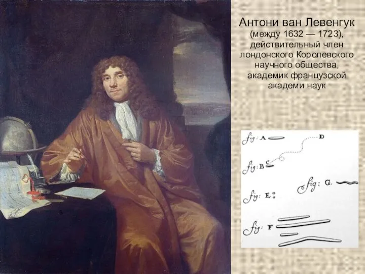 Антони ван Левенгук (между 1632 — 1723), действительный член лондонского Королевского научного