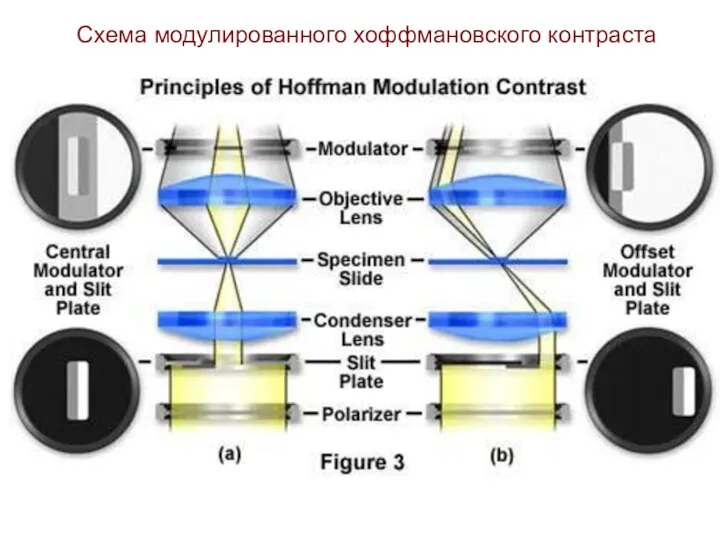 Схема модулированного хоффмановского контраста