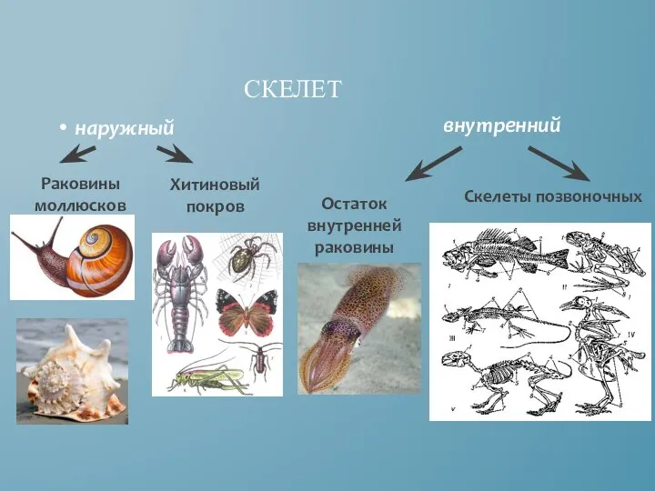 наружный СКЕЛЕТ внутренний Раковины моллюсков Хитиновый покров Скелеты позвоночных Остаток внутренней раковины