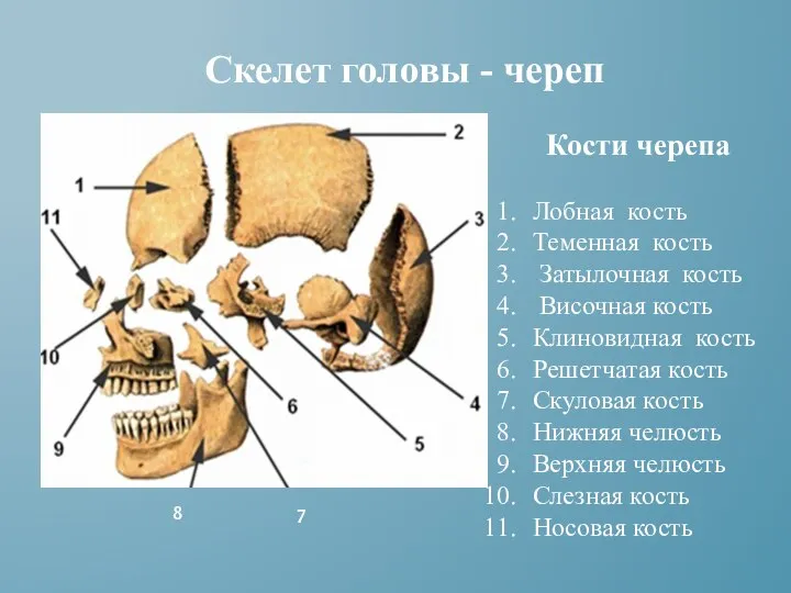 Кости черепа Лобная кость Теменная кость Затылочная кость Височная кость Клиновидная кость