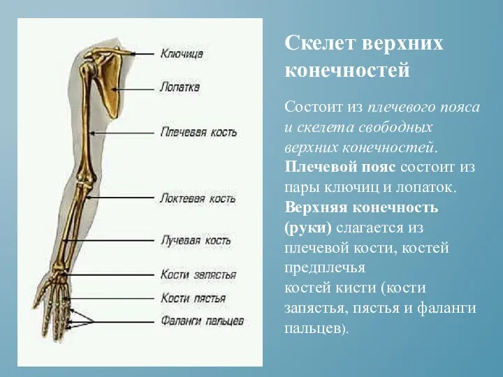 Состоит из плечевого пояса и скелета свободных верхних конечностей. Плечевой пояс состоит