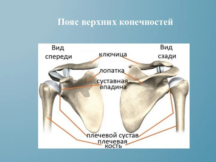 Пояс верхних конечностей